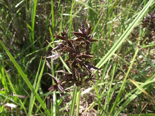 Pycreus nitidus