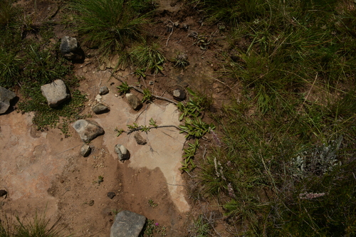 Pygmaeothamnus chamaedendrum