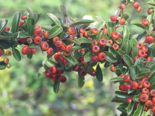 Pyracantha crenulata