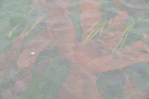 Pyropia abbottiae