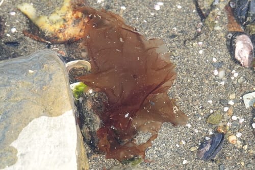 Pyropia columbina