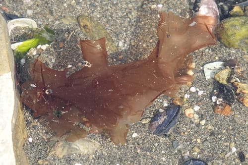 Pyropia columbina