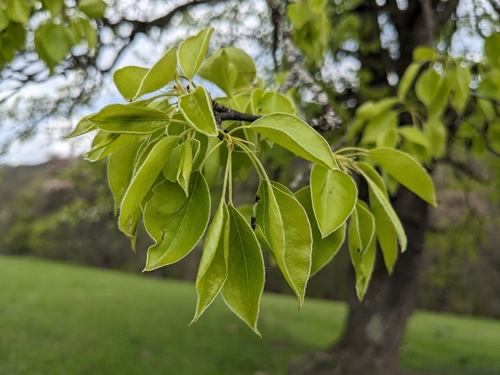 Pyrus caucasica