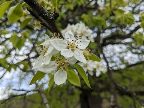 Pyrus caucasica