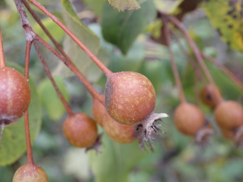 Pyrus cordata