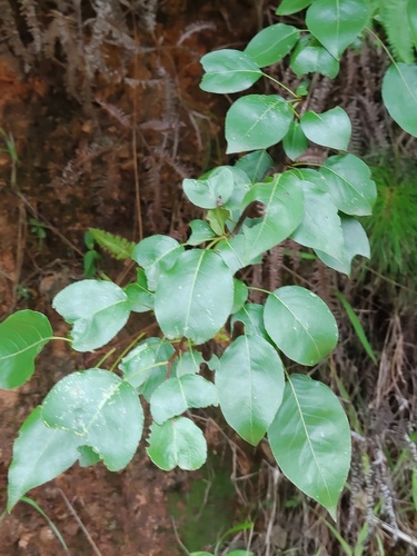 Pyrus koehnei
