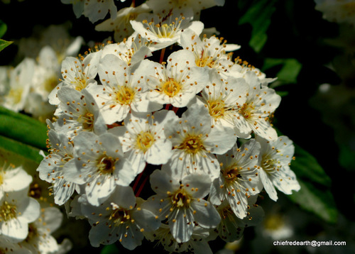 Pyrus pashia