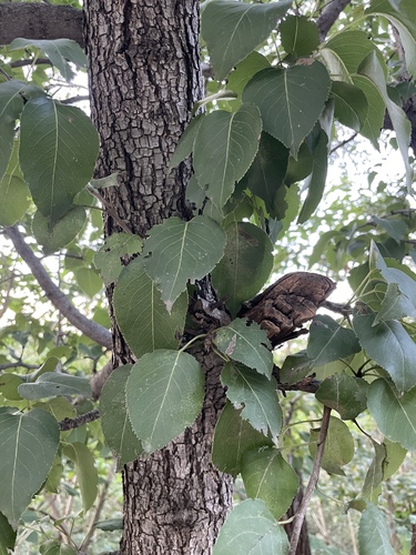 Pyrus phaeocarpa