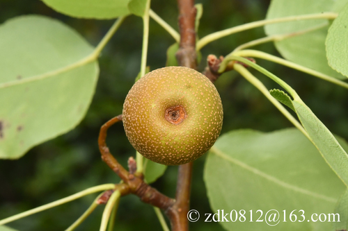 Pyrus phaeocarpa