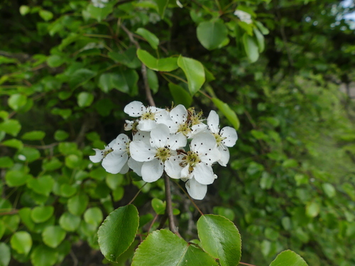 Pyrus serikensis