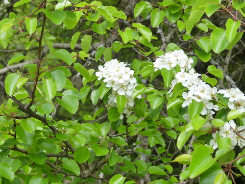 Pyrus serikensis