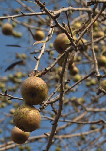 Pyrus syriaca