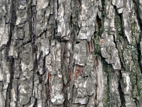 Pyrus turcomanica