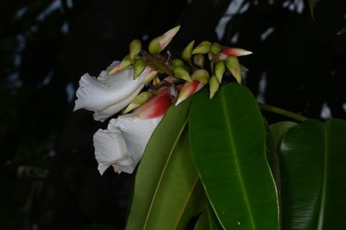 Qualea acuminata