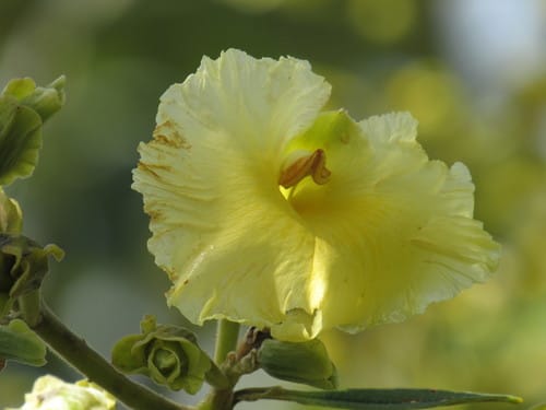 Qualea grandiflora