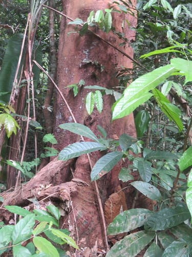Qualea paraensis