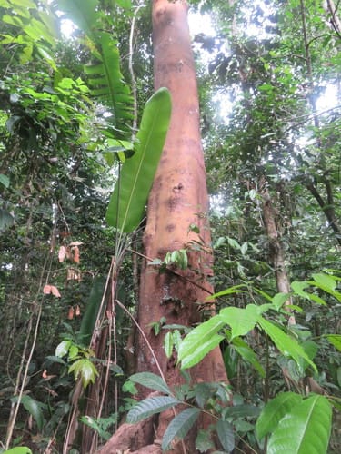 Qualea paraensis