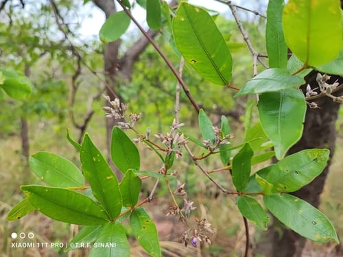 Qualea parviflora