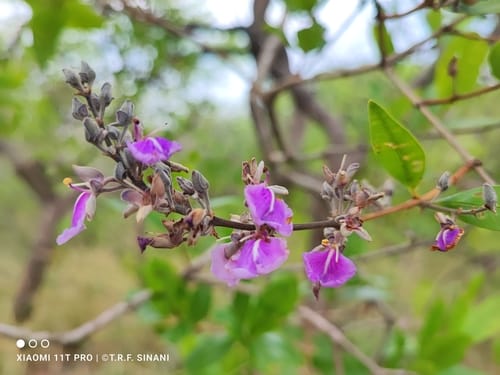 Qualea parviflora