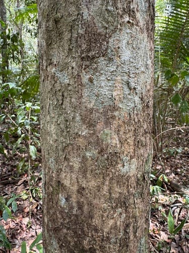 Quararibea penduliflora