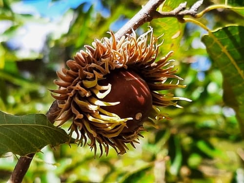 Quercus acutissima
