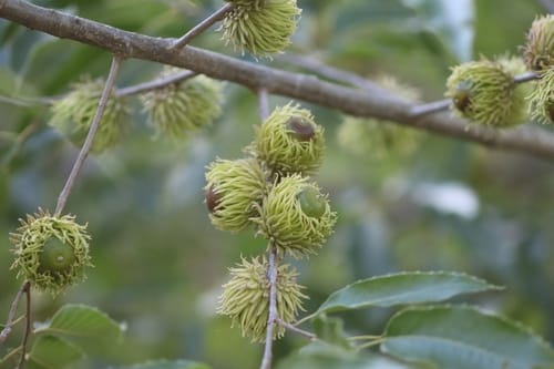 Quercus acutissima