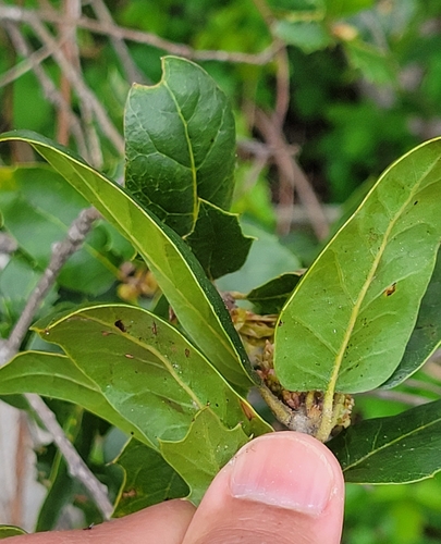 Quercus agrifolia