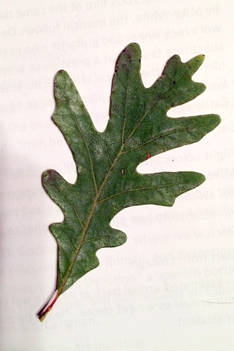 Quercus alba