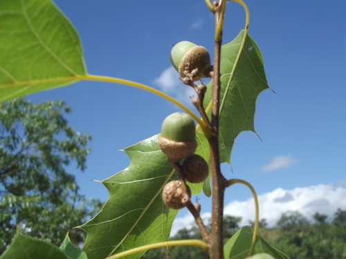 Quercus albocincta