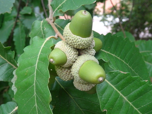 Quercus canariensis
