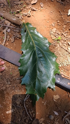 Quercus candicans