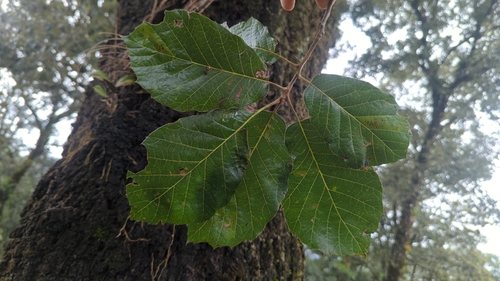 Quercus candicans