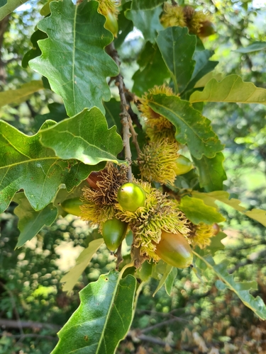 Quercus cerris