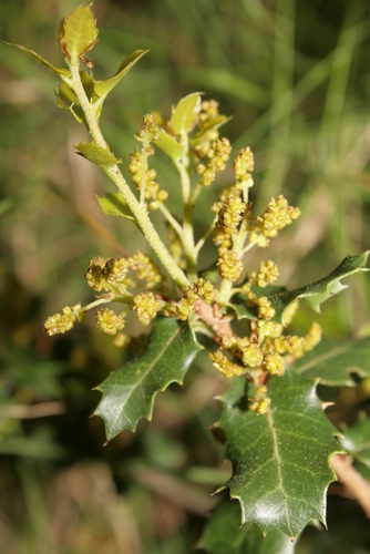 Quercus coccifera