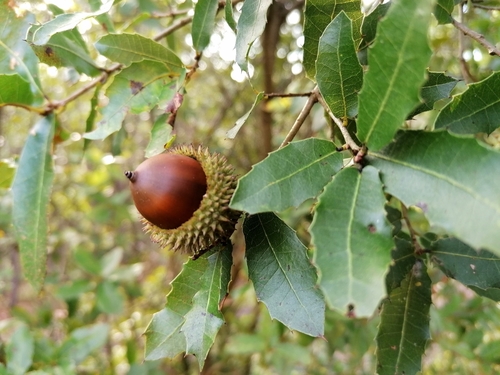 Quercus coccifera