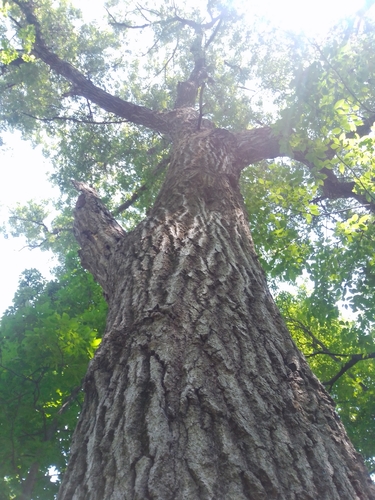 Quercus coccinea