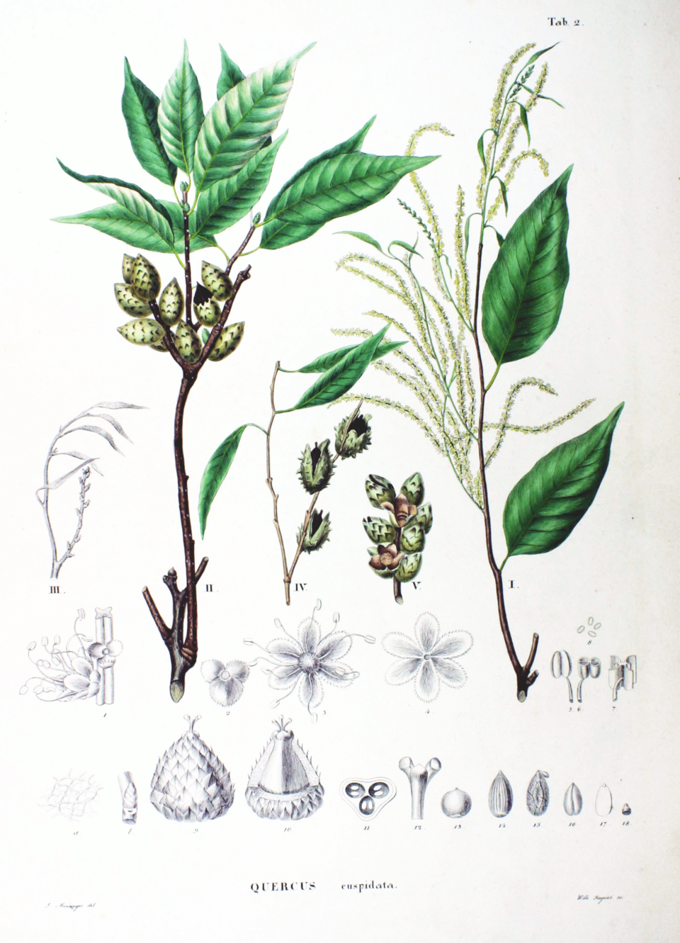 Quercus cuspidata