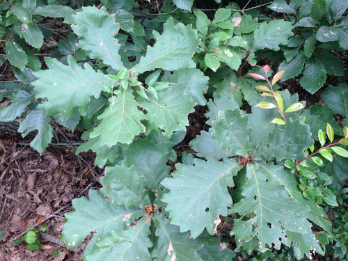 Quercus dentata