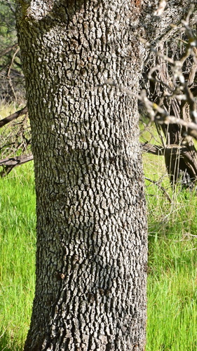 Quercus douglasii