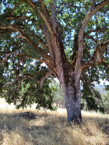 Quercus douglasii
