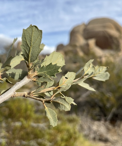 Quercus dumosa