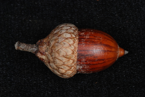 Quercus ellipsoidalis