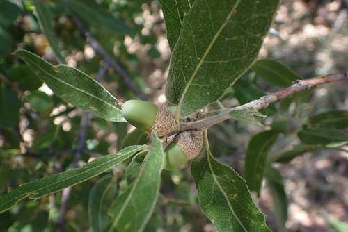 Quercus emoryi