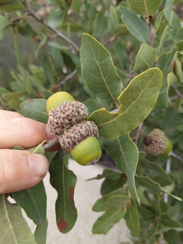 Quercus engelmannii