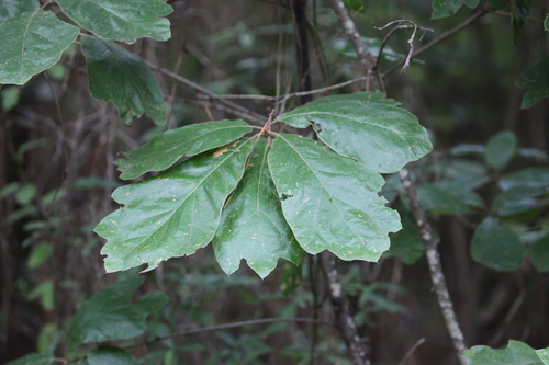 Quercus falcata