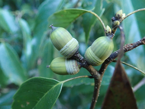 Quercus glauca