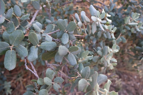 Quercus ilex
