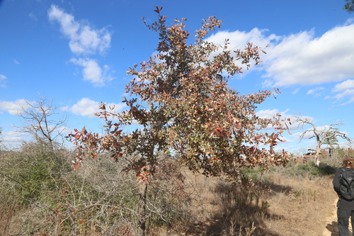 Quercus incana