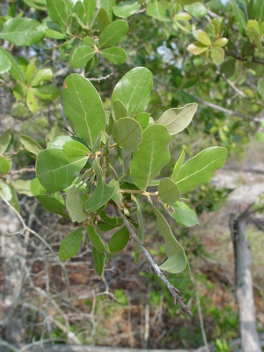 Quercus incana