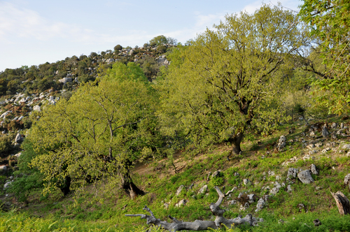 Quercus ithaburensis
